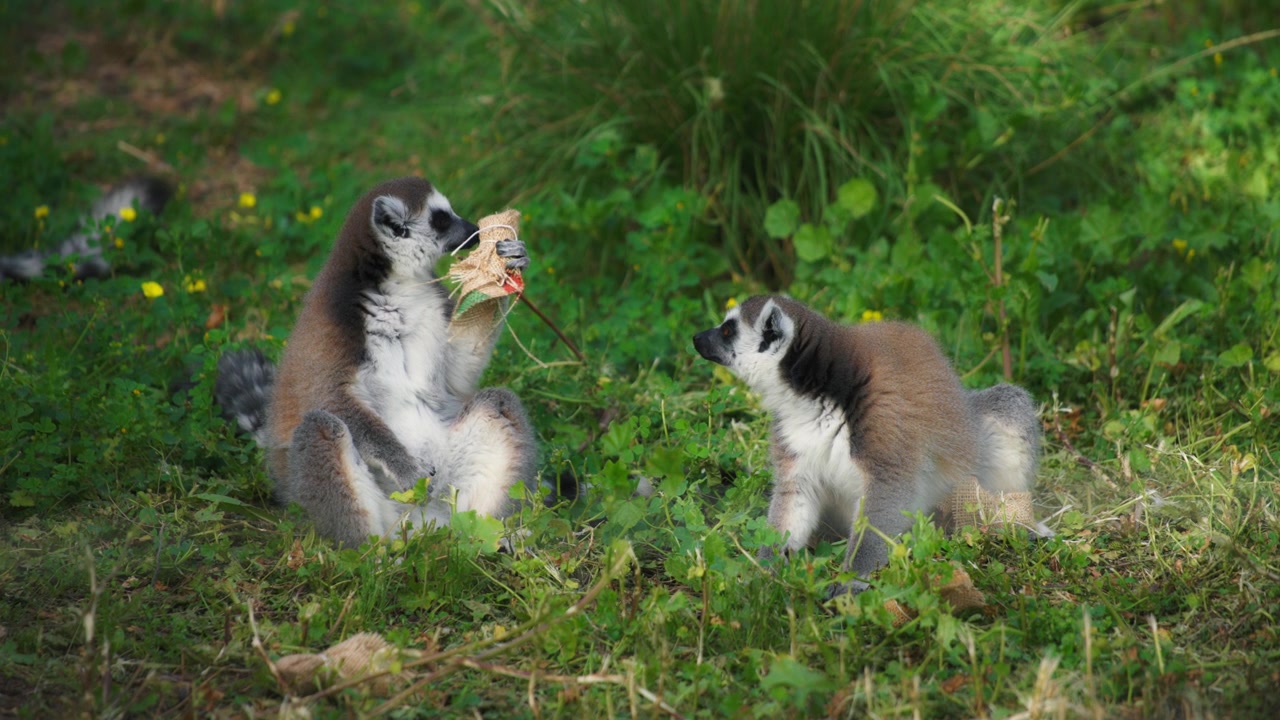 Due lemuri seduti sull'erba