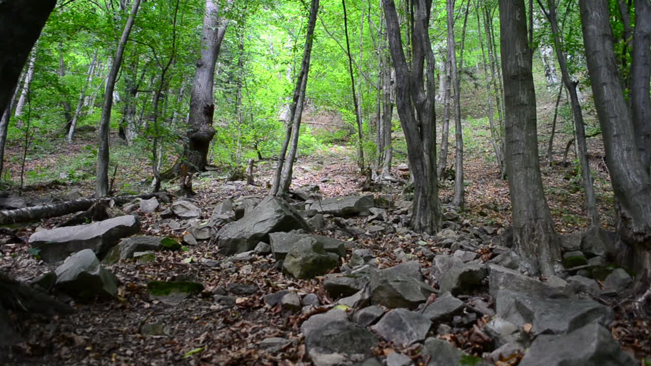 Il bosco in montagna. Pini nel bosco.