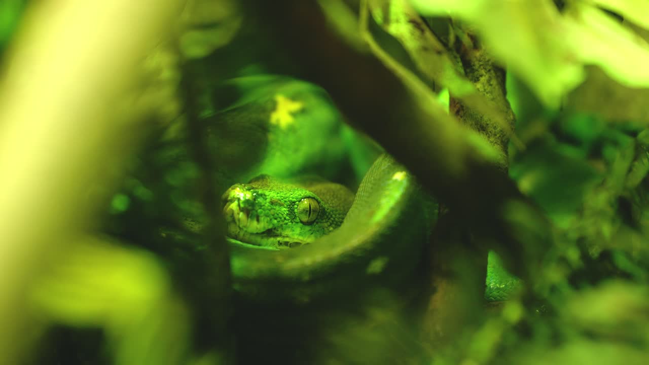 Green tree python hiding in lush foliage, close up view
