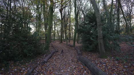 walking the dog in a deserted forest with a slightly dark creepy feel