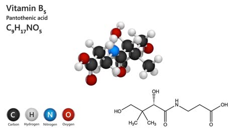 vitamin b5(pantothenic acid). seamless loop.