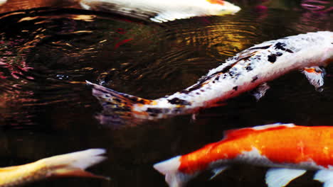 A-colorful-variety-of-ornamental-Koi-Carp-fishes-or-Kohaku-is-one-of-the-gosanke,-the-‘Big-Three’,-consisting-of-Kohaku,-Sanke,-and-Showa,-swimming-gracefully-in-outdoor-tranquil-koi-pond