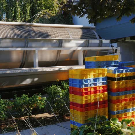 Freshly-picked-grapes-during-the-harvest-at-a-winery-company-3