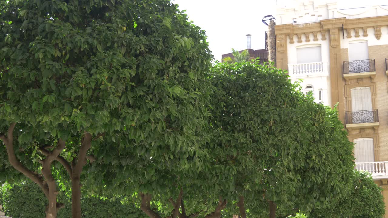 穆爾西亞市中心的樹木