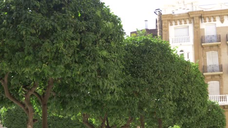 arboles en medio de murcia