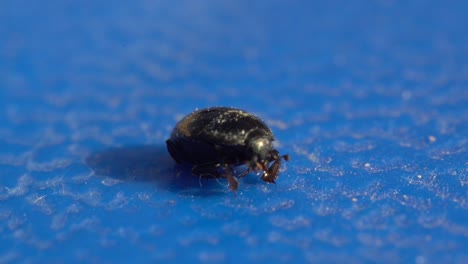 hister beetle (histeridae) macro photography footage  examining small black beetle on blue background near water in the middle east.