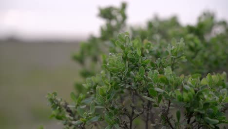 landscape of some bushes by the beach