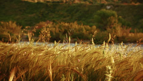 ears of wheat moving slowly at the last light of sunset in sicily nature