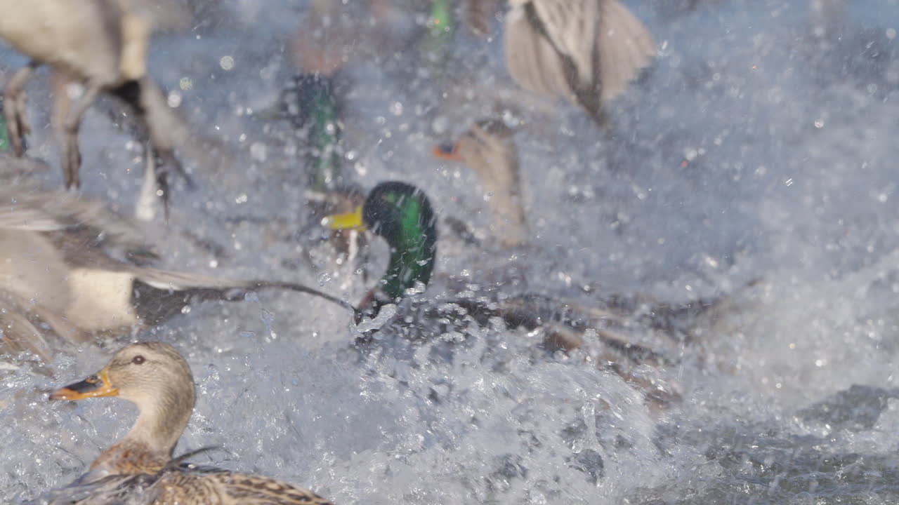 Ducks swimming in a pond on a sunny day