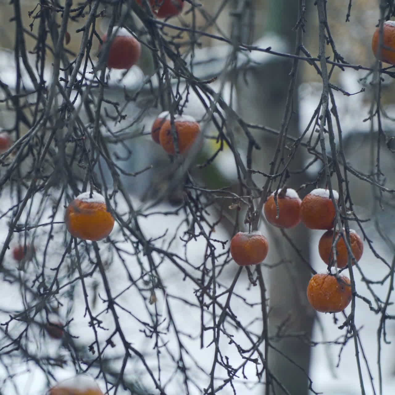 Light snow falling on the branches with red apples fruit still on tree with frost against white snowy background. Frozen apples in hoarfrost are hanging on a tree in the garden.