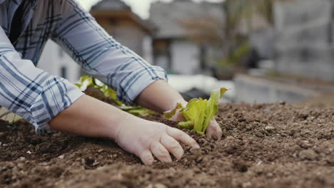 planting lettuce in a garden