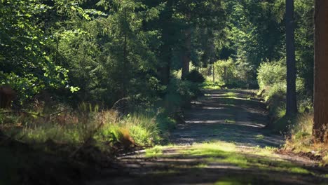 Un-Estrecho-Camino-Forestal-Parcialmente-Cubierto-De-Maleza.-Cámara-Lenta,-Paralaje