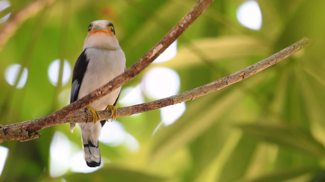 Il beccolargo dal petto argentato è un uccello famoso in Thailandia, sia a livello locale che internazionale.