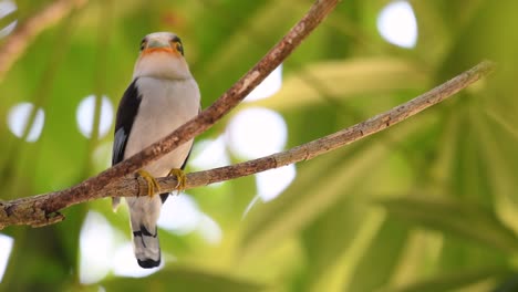 Der-Silberbrust-breitschnabel-Ist-Ein-Berühmter-Vogel-In-Thailand,-Sowohl-Lokal-Als-Auch-International