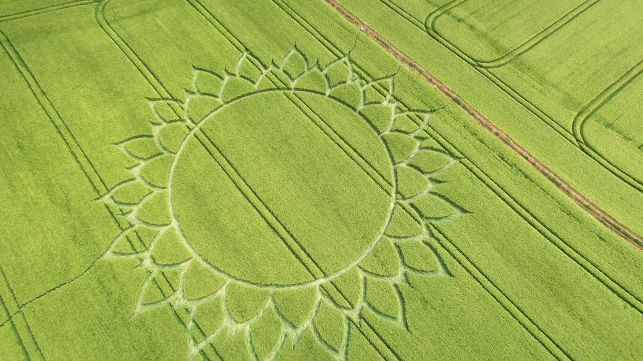 círculo de cultivo de campo de trigo verde sobre tierras de cultivo cerca de potterne, condado de wiltshire, inglaterra