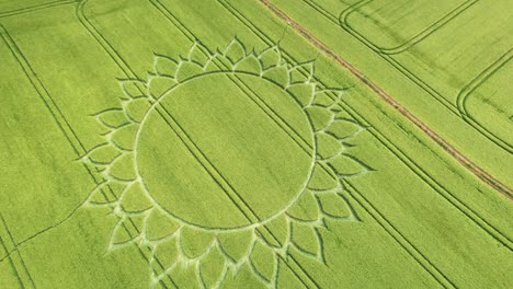 green wheat field crop circle over farmland near potterne, county of wiltshire, england