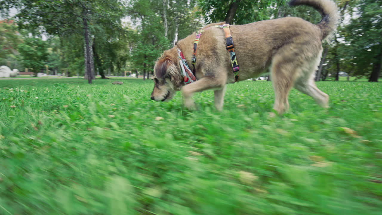 Dog Walking through Green Lawn and Sniffing Grass in Park