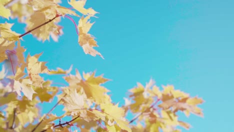 Tree-with-yellow-leaves-at-autumn,-push-in