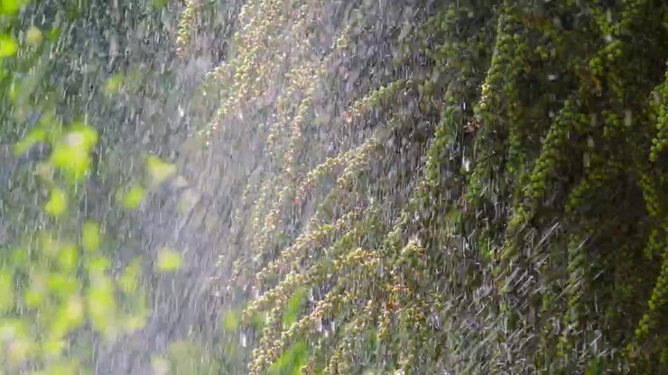 Water Showering Palm Berries Growing on Palm Tree in Slow Motion During Heatwave in UK.