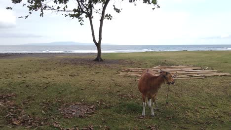 Ternera,-Pequeña-Vaca-Balinesa-Se-Encuentra-Sola-En-Los-Verdes-Campos-Agrícolas,-Playa-Y-Fondo-Marino-En-Saba,-Gianyar