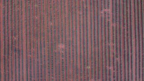 Aerial-view-of-purple-lavender-field-in-Brihuega,-Guadalajara,-Spain