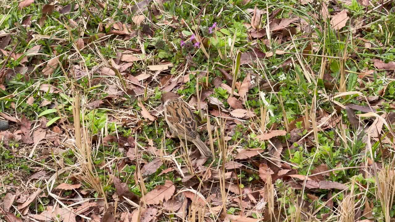 Un piccolo passero campagnolo cerca cibo tra foglie secche ed erba verde.