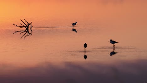 pied stilt birds hunting in water reflecting colorful purple and pink sunset