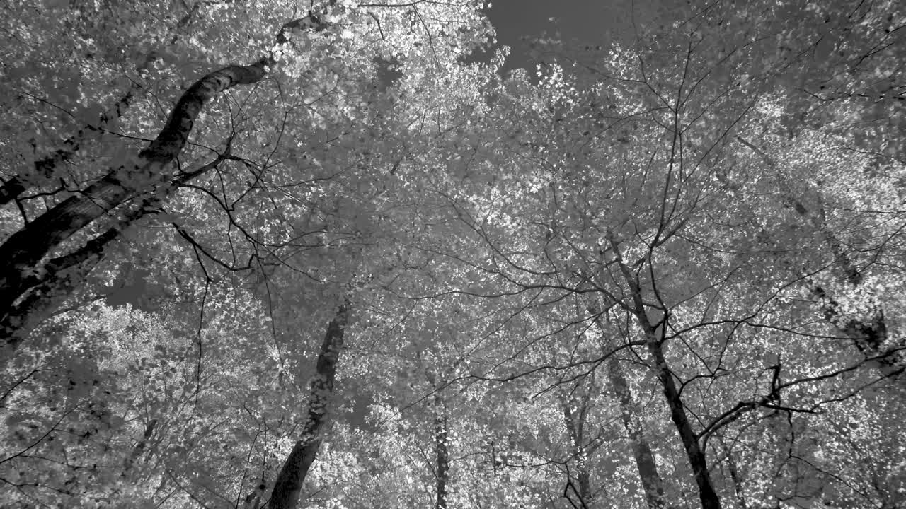 Looking up at treetops in a forest