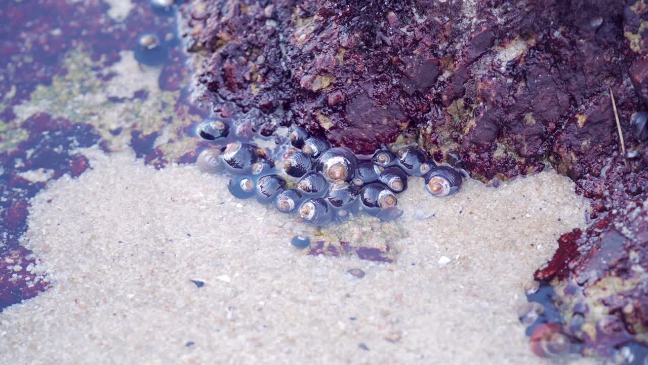 A cluster of sea snails in a shallow tidal pool in the coastal intertidal zone
