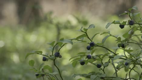 bayas del bosque en el arbusto en el bosque europeo de cerca detalle diapositiva suave