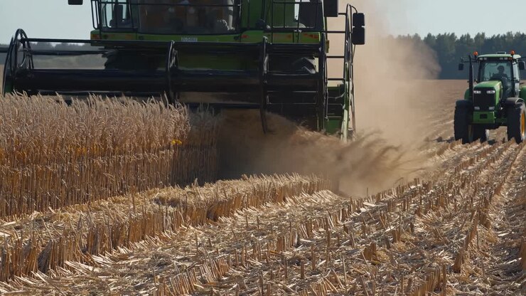 Combine Harvester Working in a Wheat Field