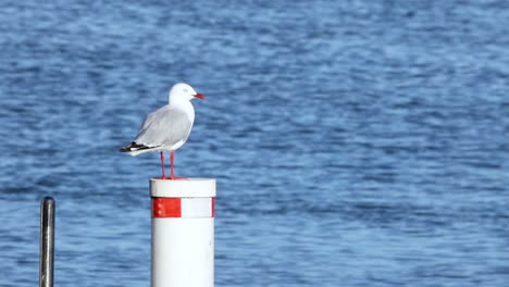 seagull standing still on a post over water