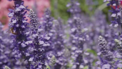 Un-Primer-Plano-De-Una-Abeja-De-Miel-Chupando-Néctar-De-Una-Flor-De-Salvia-Púrpura,-Polinizando-El-Jardín-Mientras-Vuela-De-Flor-En-Flor