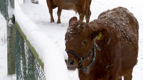 Braune-Kuh,-Die-In-Der-Kalten-Wintersaison-Bei-Schneefall-Hinter-Dem-Zaun-Frisst,-Nahaufnahme