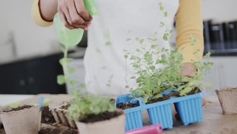 midsection of biracial woman planting herbs in kitchen watering seedlings in tray, in slow motion