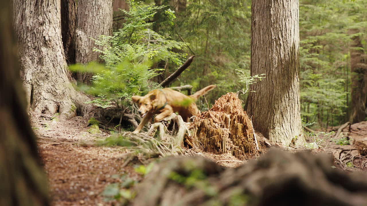 Golden Retriever Puppy running through forest trails