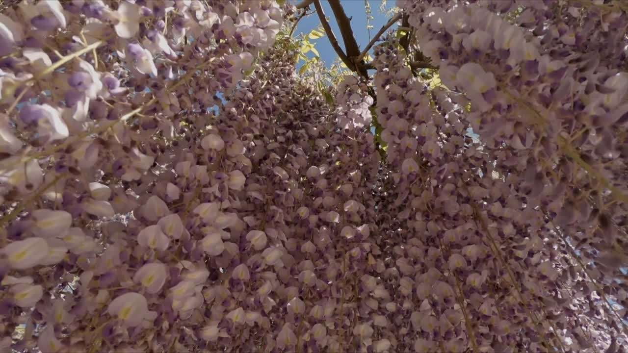 wisteria flowers at parco di melta trento italy