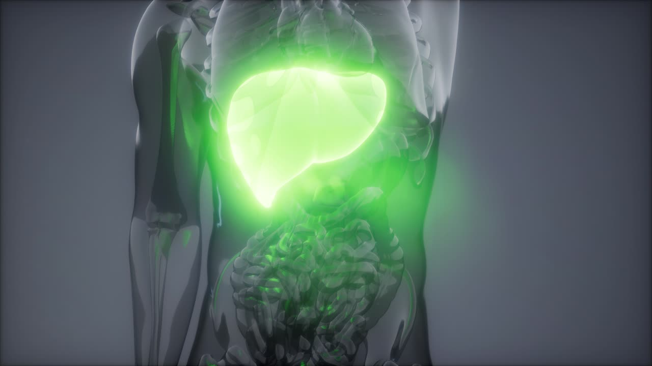 Human Liver Radiology Exam
