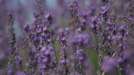 Blühender-Lavendel-Schwankt-Aufgrund-Des-Windes-Im-Garten-Mit-Bienen