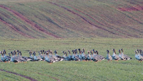 Una-Gran-Bandada-De-Gansos-Albifrones-De-Frente-Blanca-En-El-Campo-De-Trigo-De-Invierno-Durante-La-Migración-De-Primavera