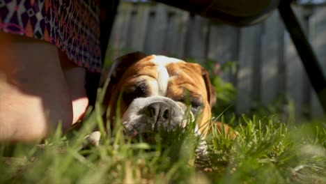 english bulldog puppy laying under owners chair