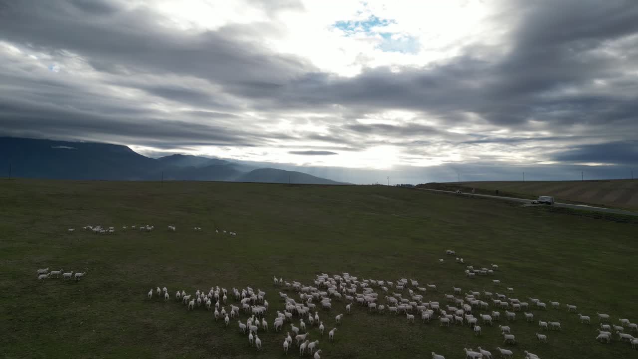 Flock of sheep grazing in large field