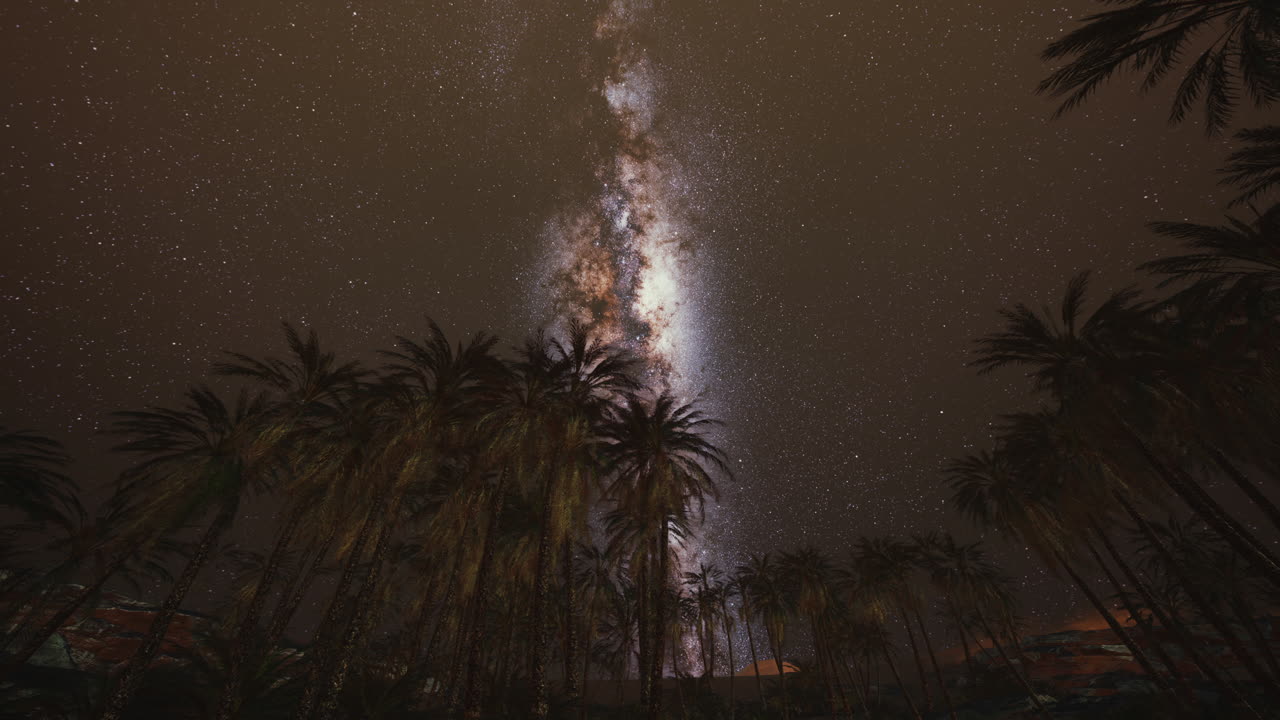 Night shot with palm trees and milky way in background