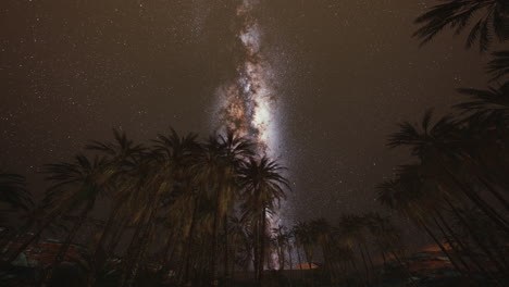 night shot with palm trees and milky way in background