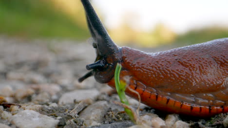 extreme makroaufnahme einer kriechenden wilden roten nacktschnecke auf kiesigem boden in der natur - fokusaufnahme von schwarzer antenne und augen und braunrotem körper