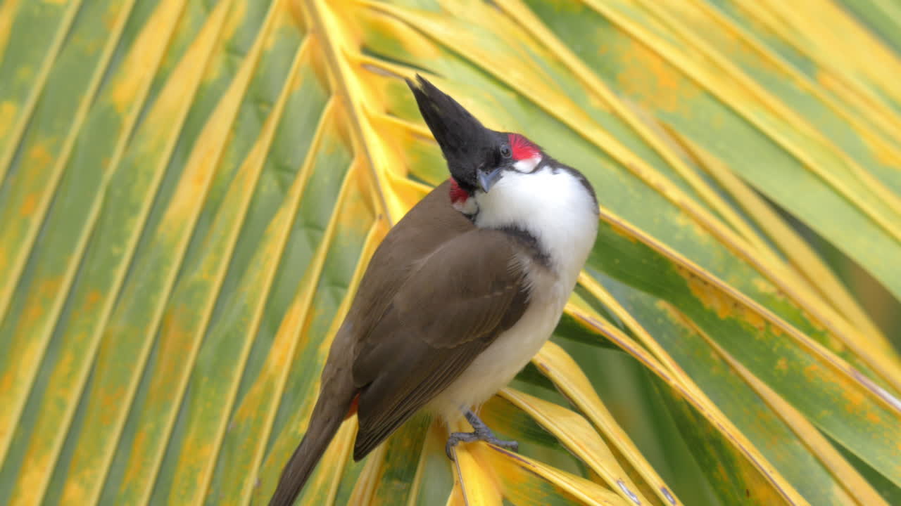 종려나무 잎 에 은 수염 을 가진 불