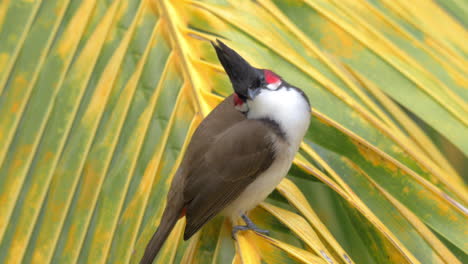 bulbul de bigotes rojos en la hoja de palma