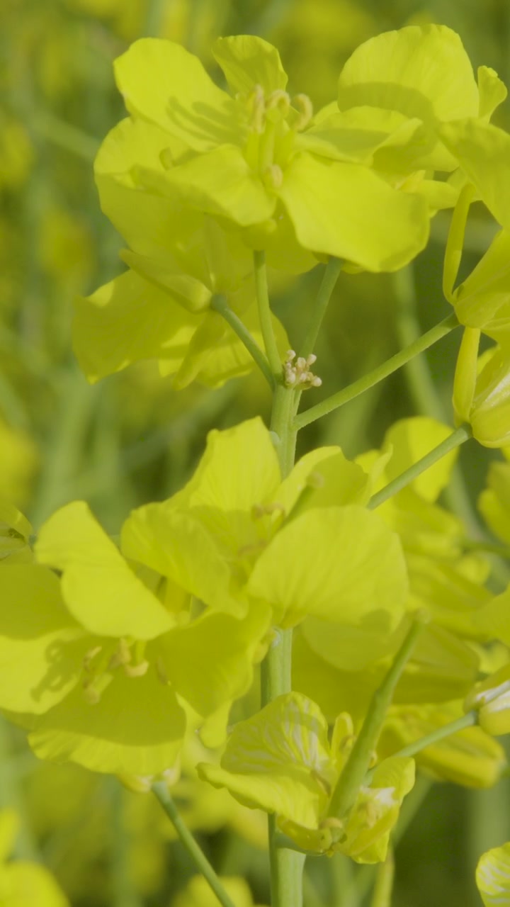 Detailed macro shot of yellow rapeseed blossoms swaying gently. Cinematic nature footage for sustainability, agriculture, and ecofriendly wellness concepts.