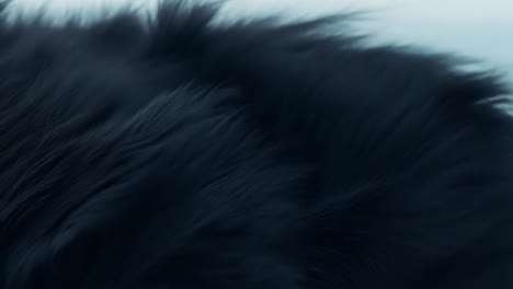 wind flowing through thick black fur creates a mesmerizing display of movement and texture in a natural setting