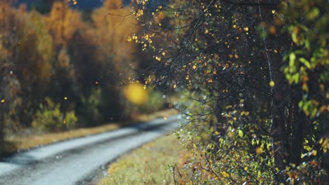 un sereno paisaje de otoño con un camino sinuoso, flanqueado por árboles que arrojan hojas doradas en la suave brisa